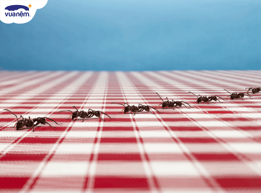 Cách sử dụng phấn rôm để diệt kiến hôi trên giường như thế nào?

