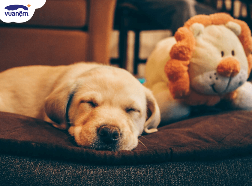 Nguyên nhân gây ra hiện tượng chó ngủ mở mắt là gì?
