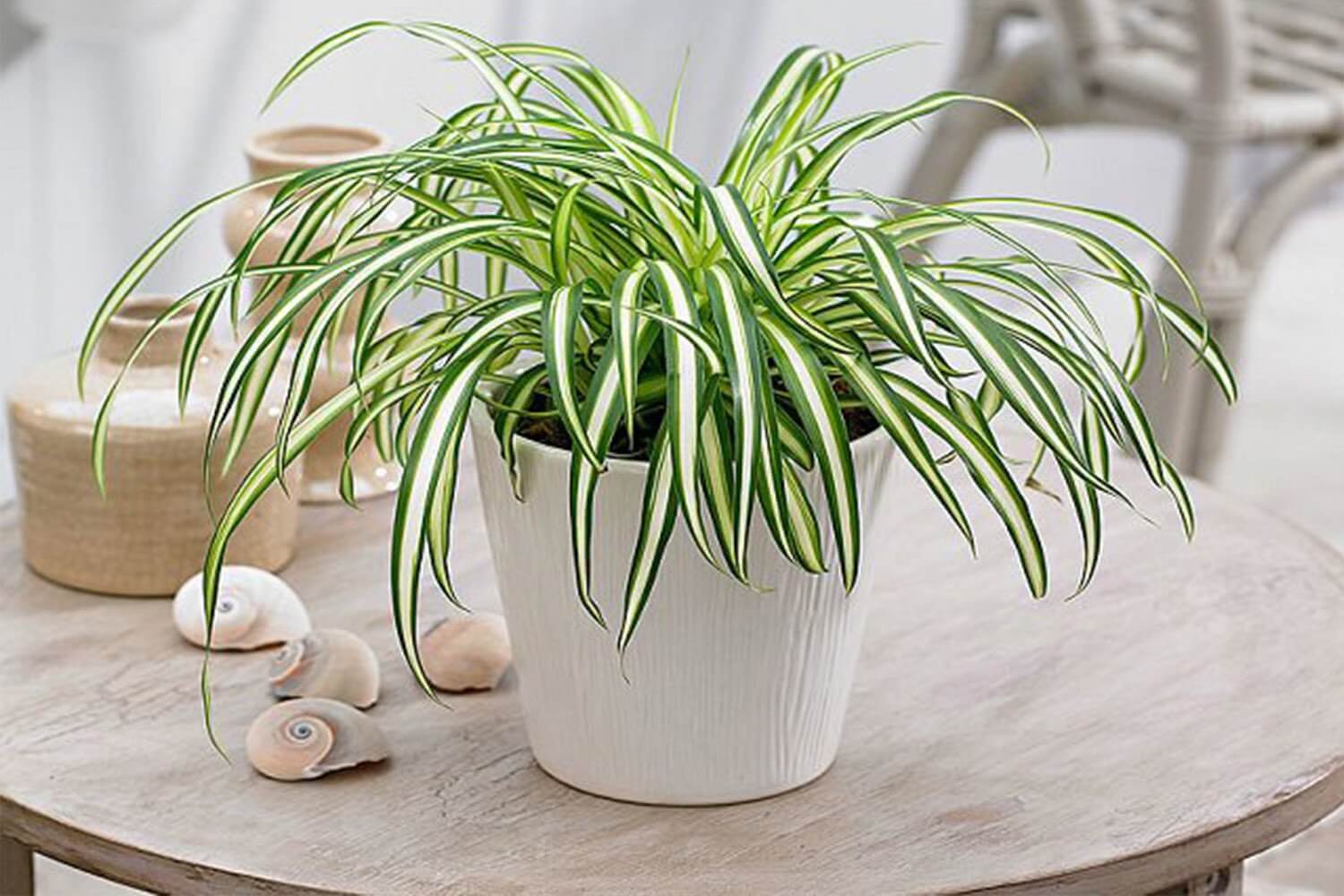 Tổng hợp các loại cây phong thuỷ tuổi Thìn giúp đem lại tài lộc 4 Cây Lan Chi