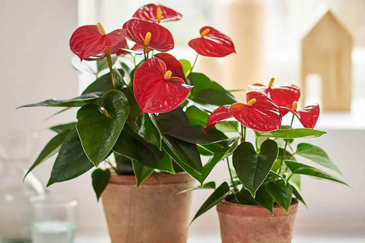 Tổng hợp các loại cây phong thuỷ tuổi Thìn giúp đem lại tài lộc 7 cây hồng môn lộc