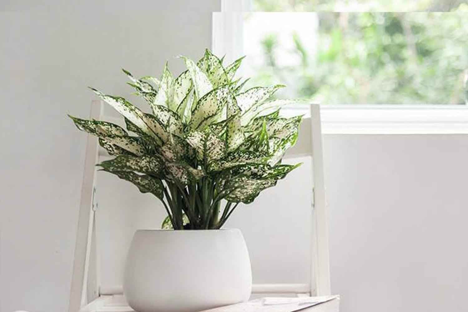 Tổng hợp các loại cây phong thuỷ tuổi Thìn giúp đem lại tài lộc 6 Cây Ngọc Ngân