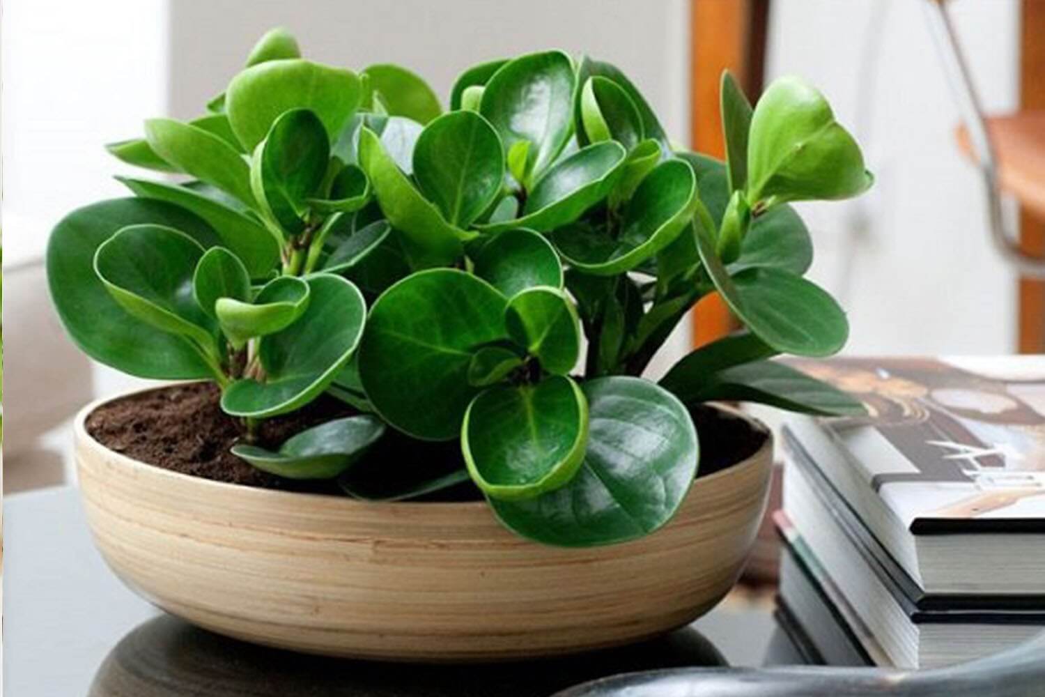 Tổng hợp các loại cây phong thuỷ tuổi Thìn giúp đem lại tài lộc 5 Cây Trường Sinh