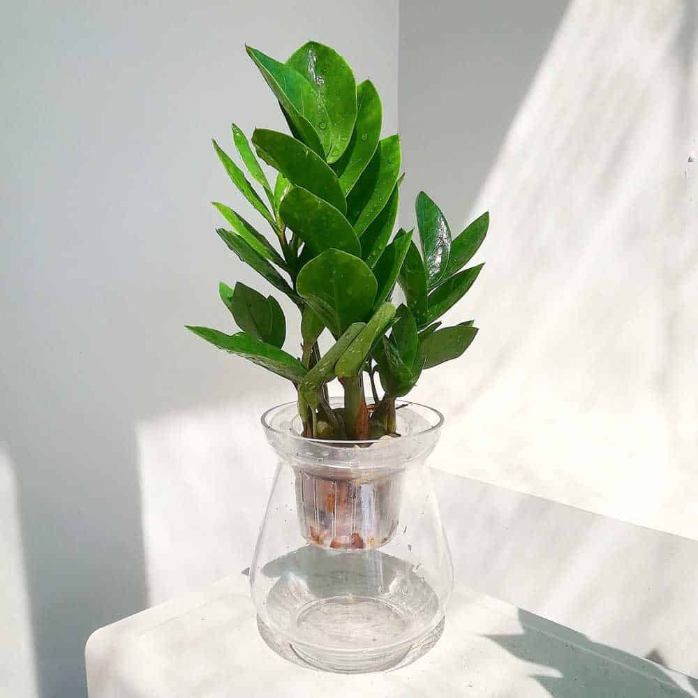 cây cảnh thủy sinh