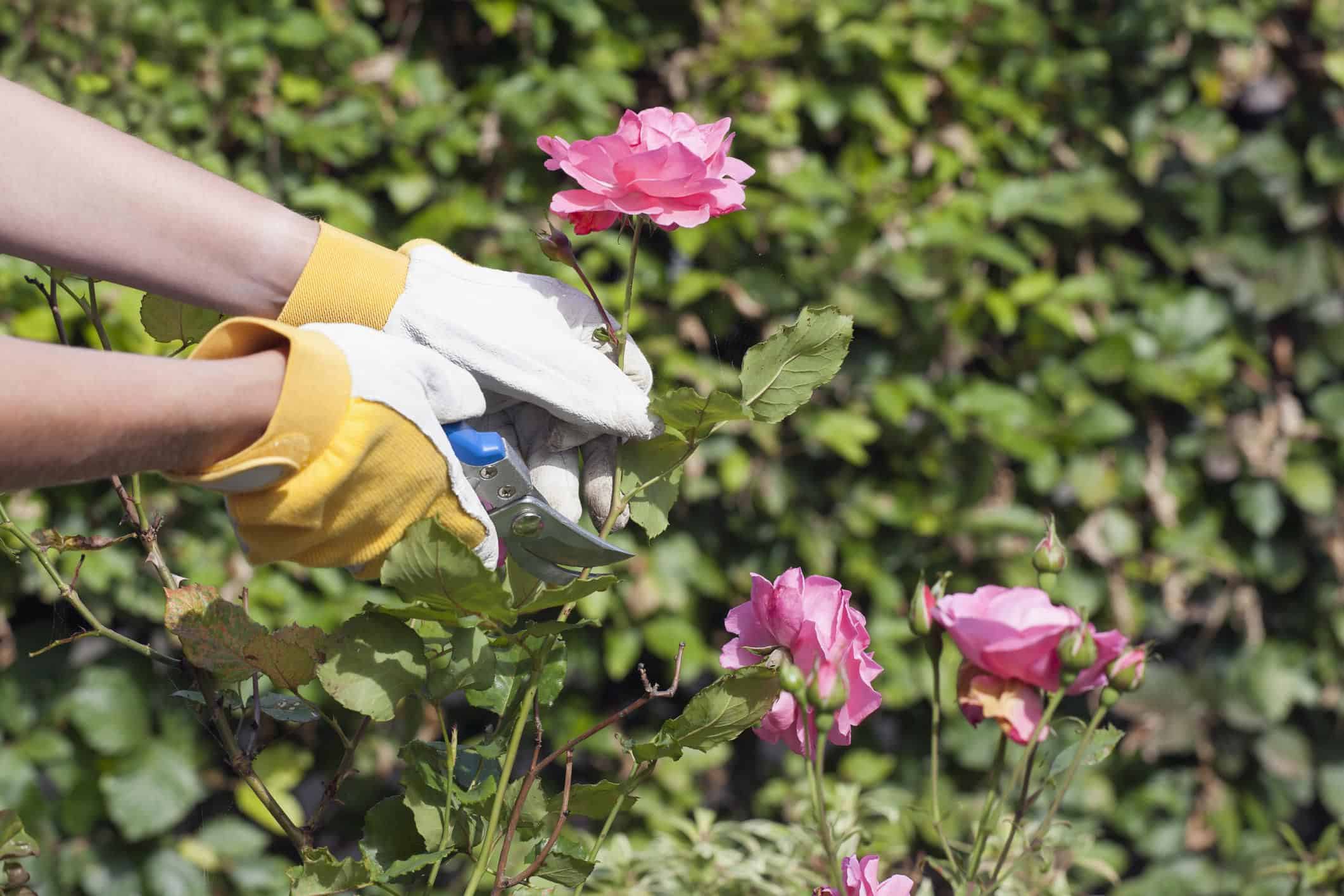 kỹ thuật trồng và chăm sóc cây hoa hồng