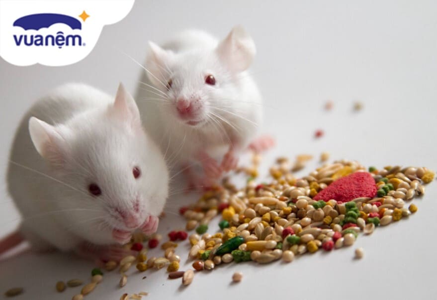 Có những loại thuốc diệt chuột cực mạnh nào được khuyến nghị bởi các chuyên gia?

