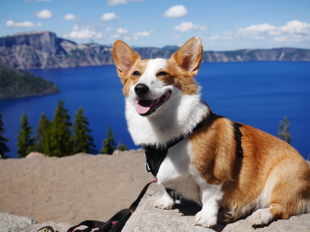 Giống chó Corgi