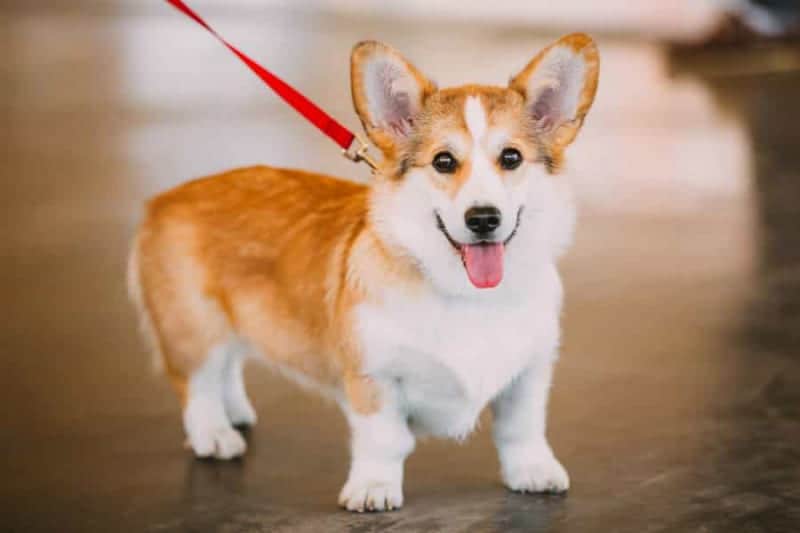 Giống chó Corgi