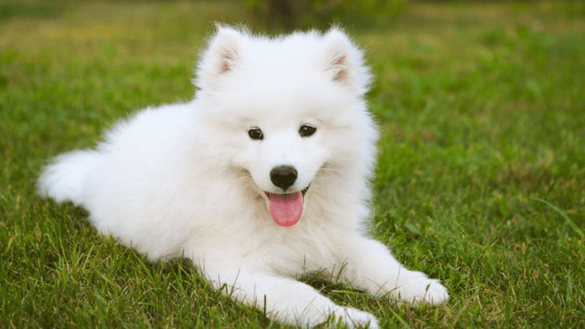 Giống chó Samoyed