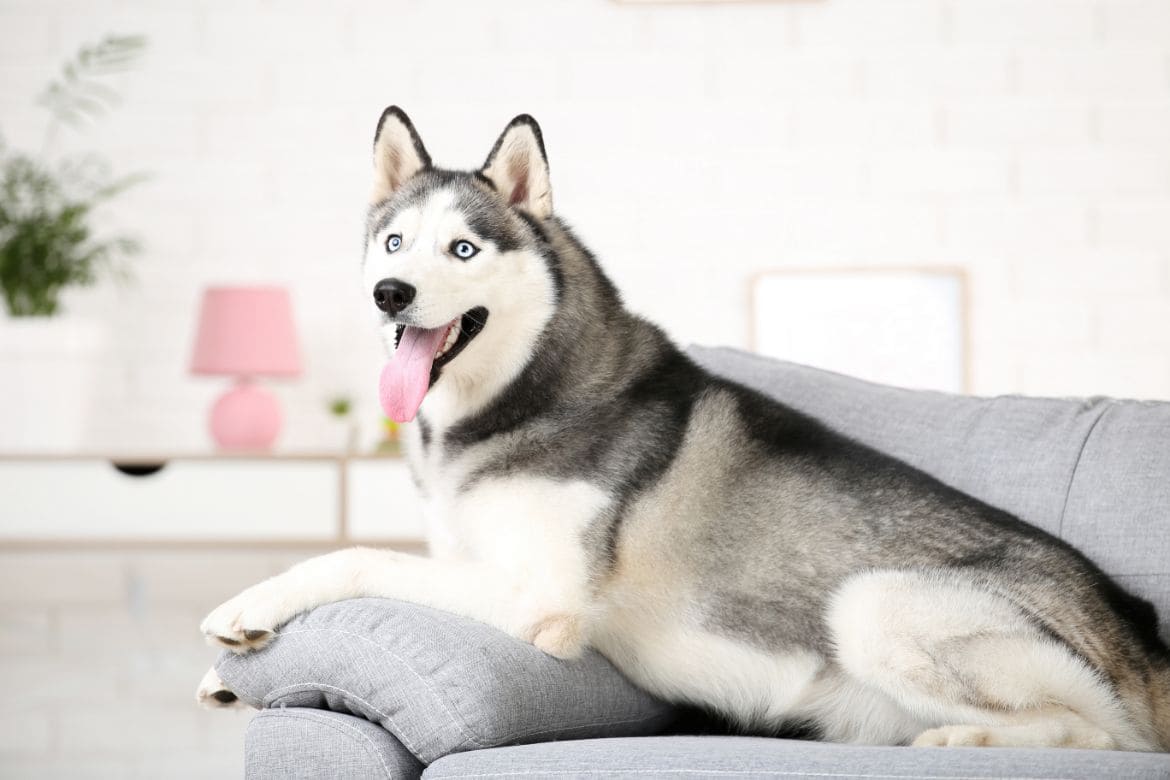 Giống chó Husky