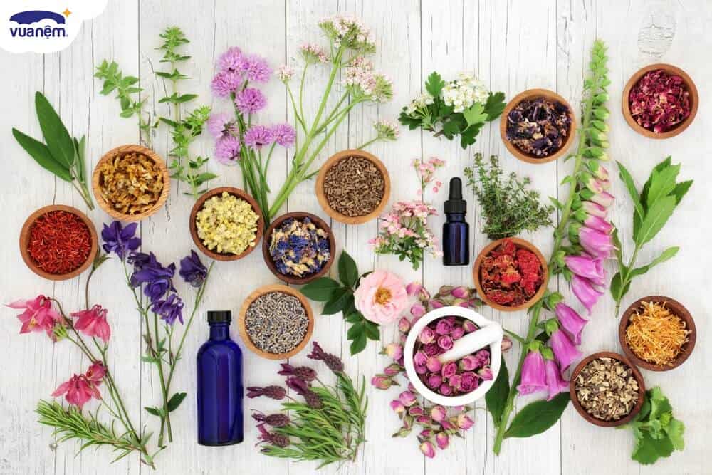 Liệu pháp mùi hương (Aromatherapy) là gì? Công dụng và tác dụng phụ - Vua Nệm