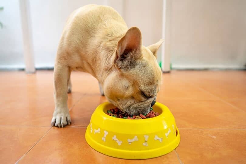 Chó pug ăn gì để tăng cân? 