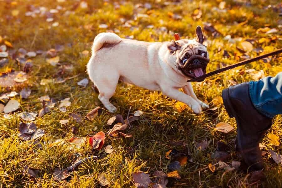Chó pug hiếu động
