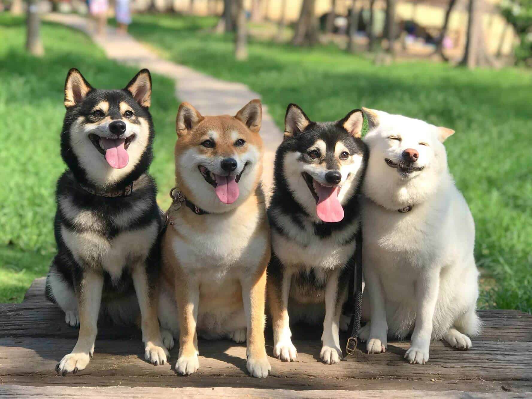 chó mặt cười shiba