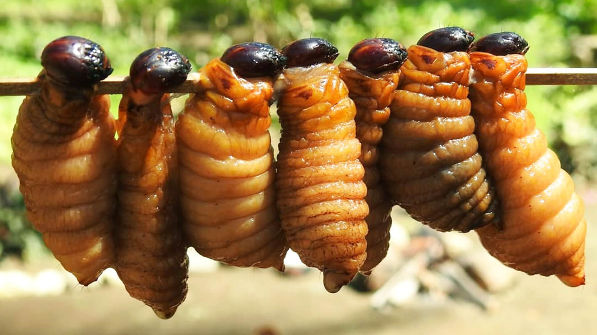 sâu dừa