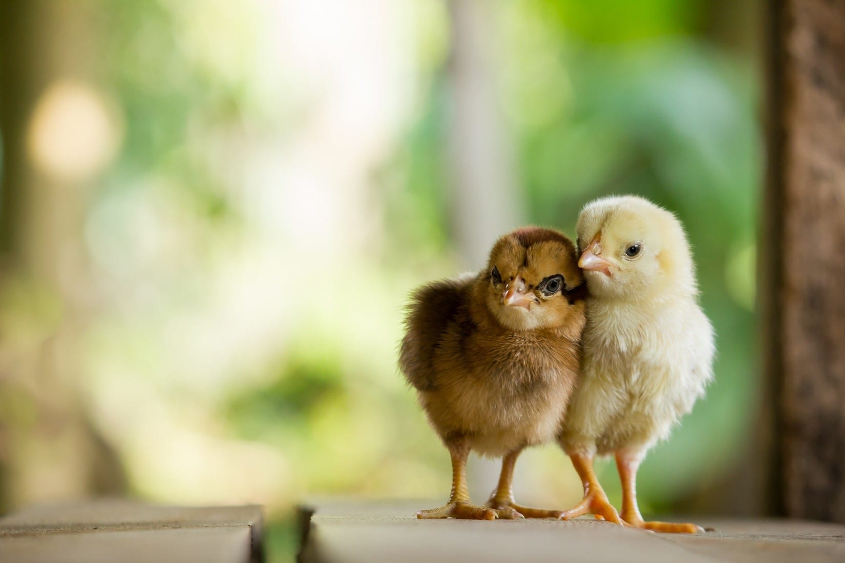 Giải mã giấc mơ thấy gà, điềm báo xấu hay tốt?