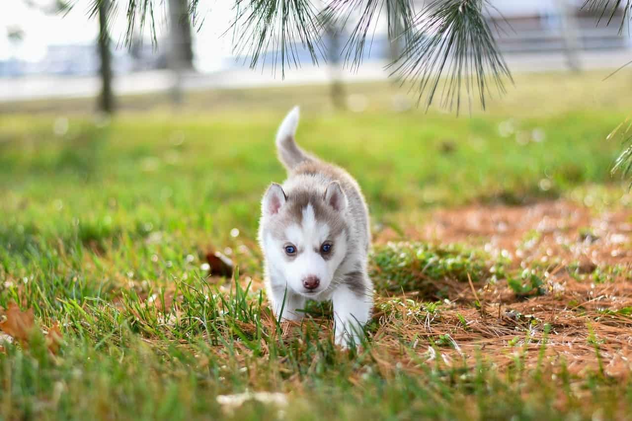 Một con chó sơ sinh từ Alaska 
