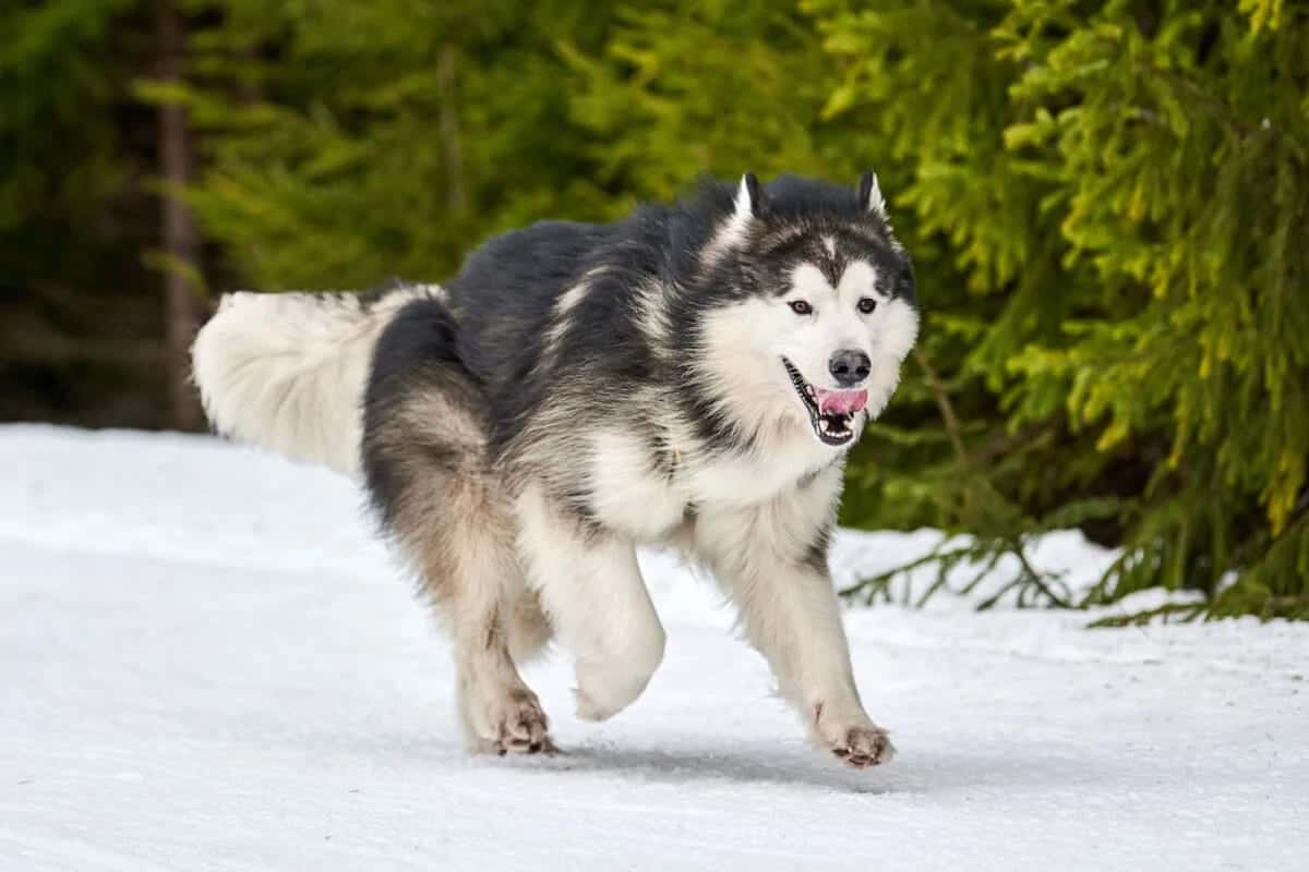 một con chó khổng lồ từ Alaska
