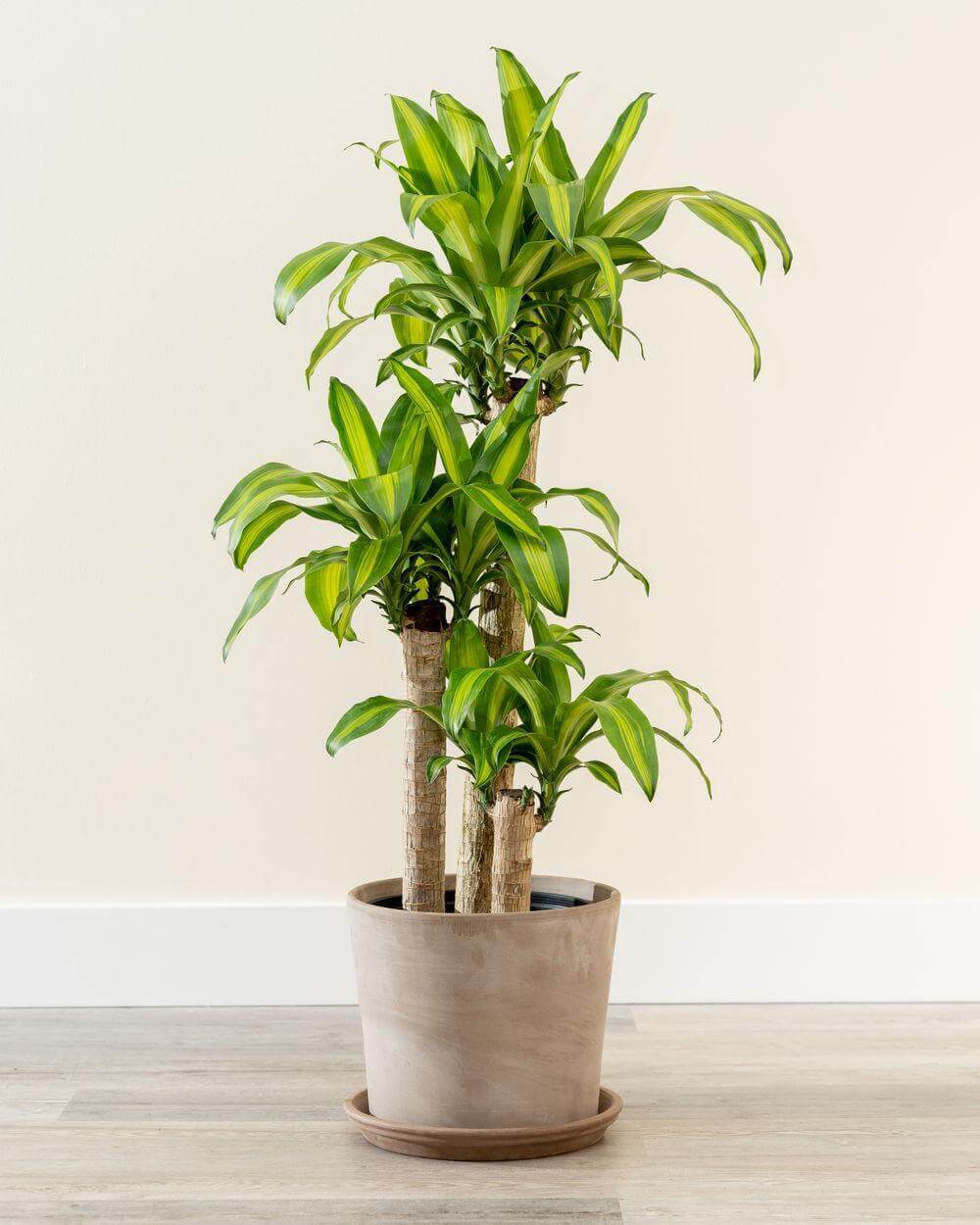 một cây mộc lan đẹp