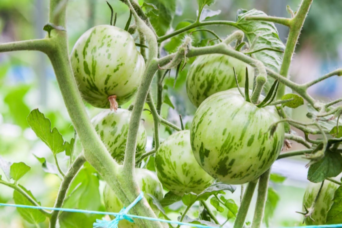 Làm thế nào để bảo quản cà chua để sử dụng quanh năm?