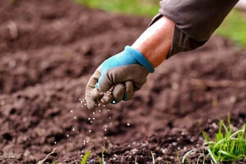 Bón phân cho rau để rau phát triển tốt