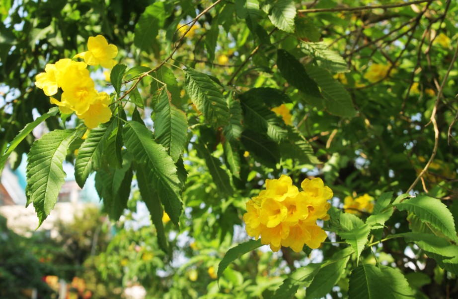 cây hoa chuông vàng thân gỗ