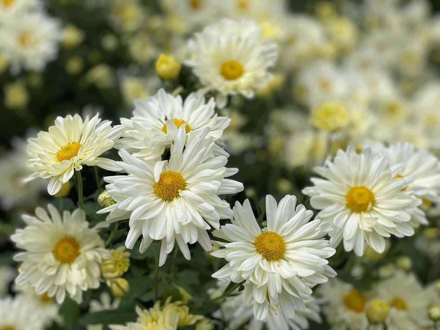 Đặc điểm, cách trồng và ý nghĩa đặc biệt của hoa cúc họa mi