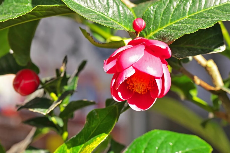 hoa thu hải đường ý nghĩa