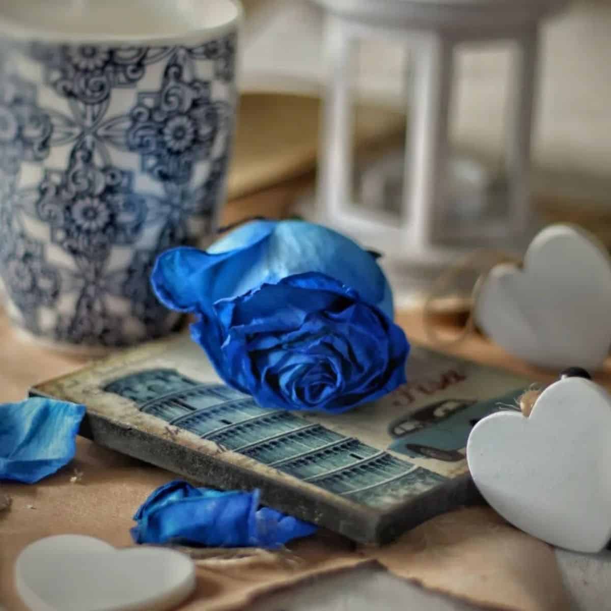 Hoa hồng xanh có ý nghĩa gì?