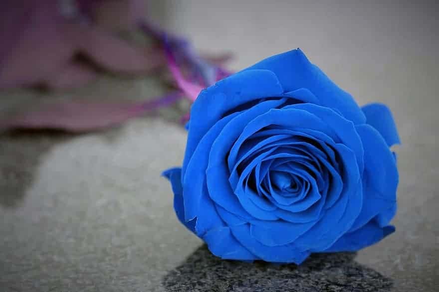 Hoa hồng xanh có ý nghĩa gì?