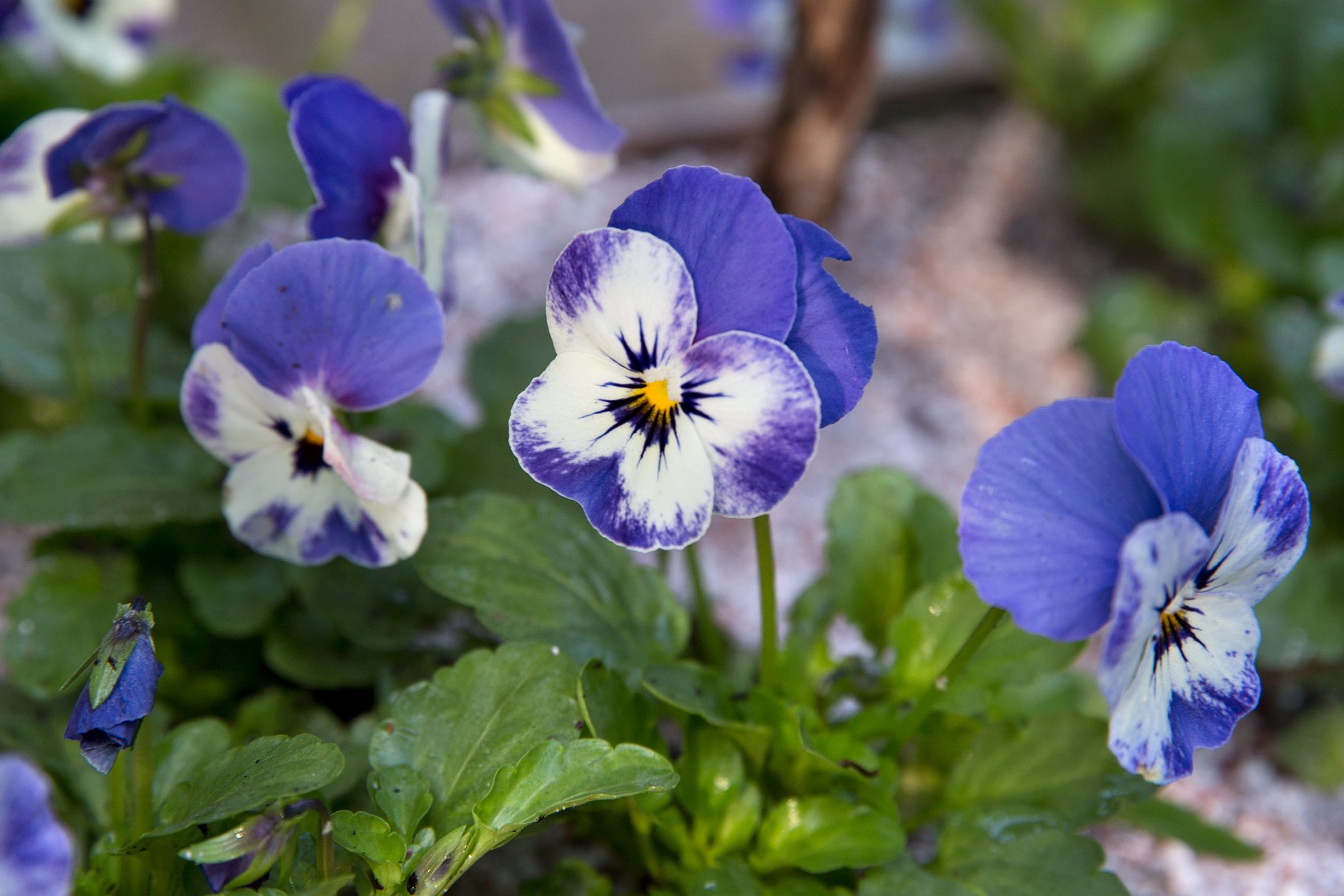 Ý nghĩa của hoa violet cực thú vị