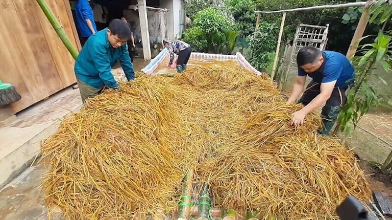 Cách trồng nấm rơm 