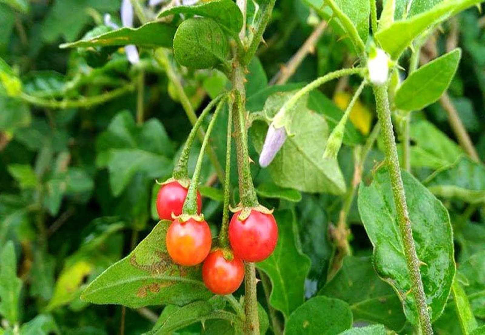 Hiệu ứng quả lê gai