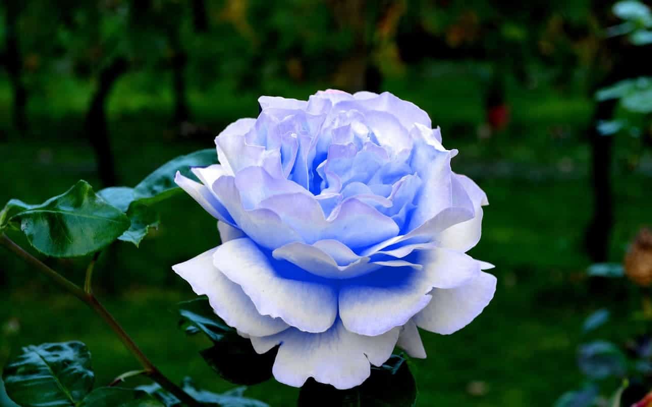 ý nghĩa của hoa hồng xanh