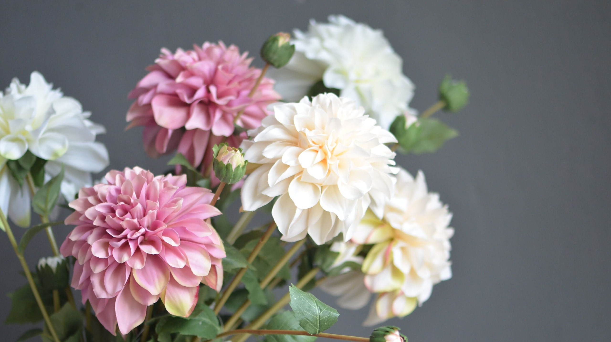 Rực rỡ sắc màu thược dược Dahlia