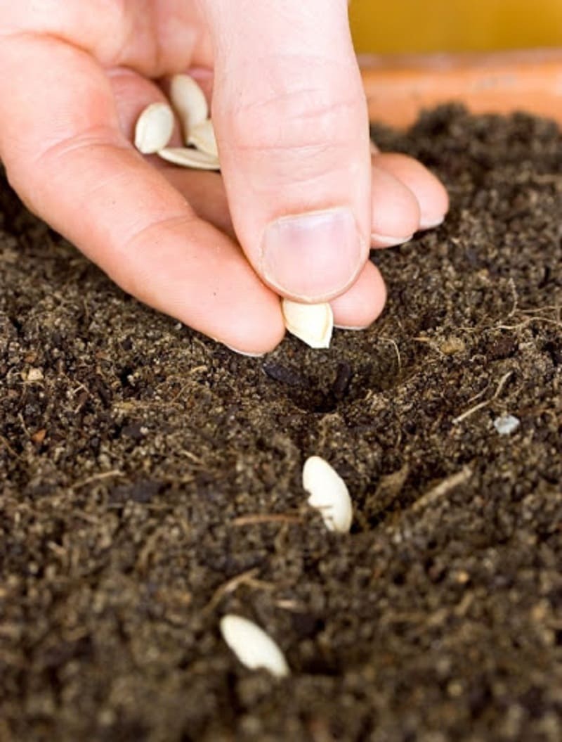 cách trồng bí ngô trong chậu 