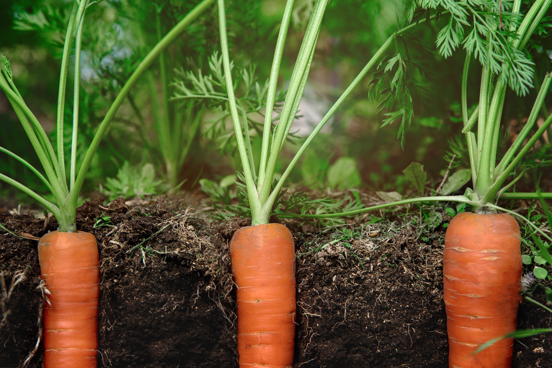 cách trồng cà rốt từ củ 