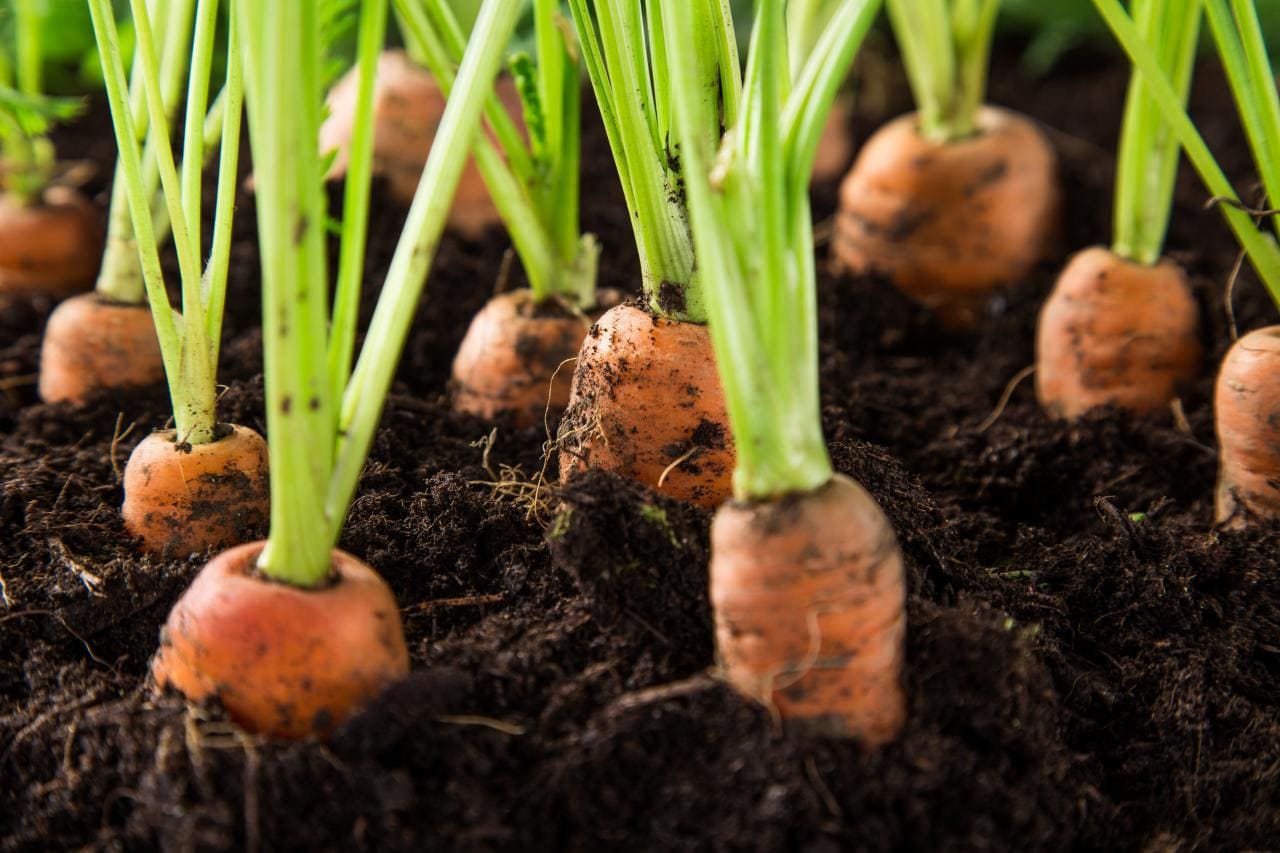cách trồng cà rốt 