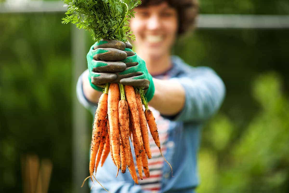cách trồng cà rốt trong thùng xốp 