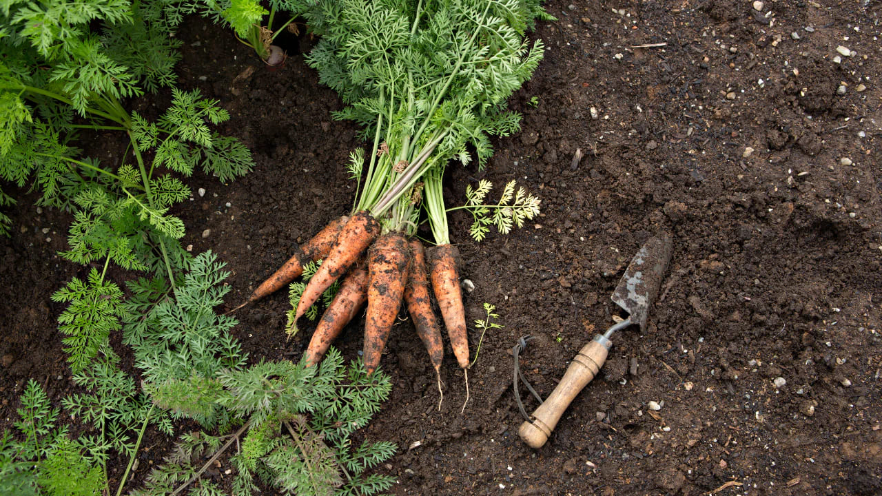 cách trồng cà rốt tại nhà 