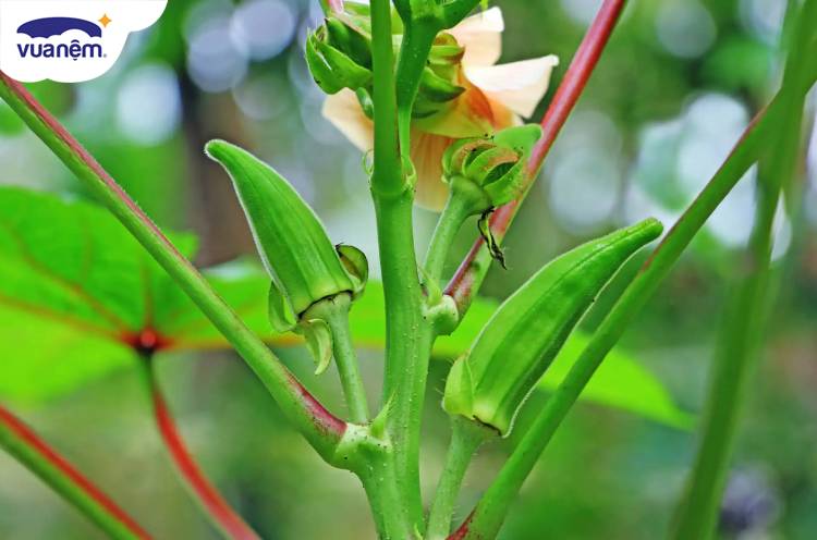 Cách trồng đậu bắp đúng kỹ thuật, đơn giản, cho năng suất cao - Vua Nệm