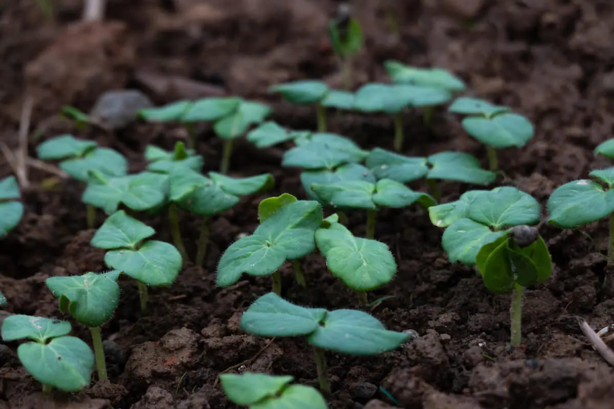 cách trồng đậu bắp trong chậu 