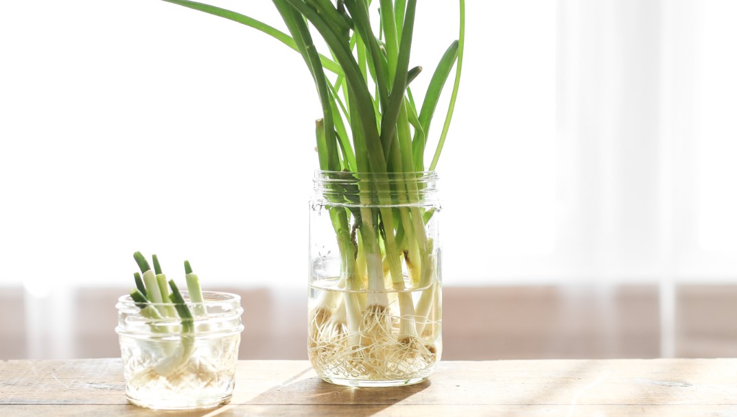 cách trồng hành tây bằng nước