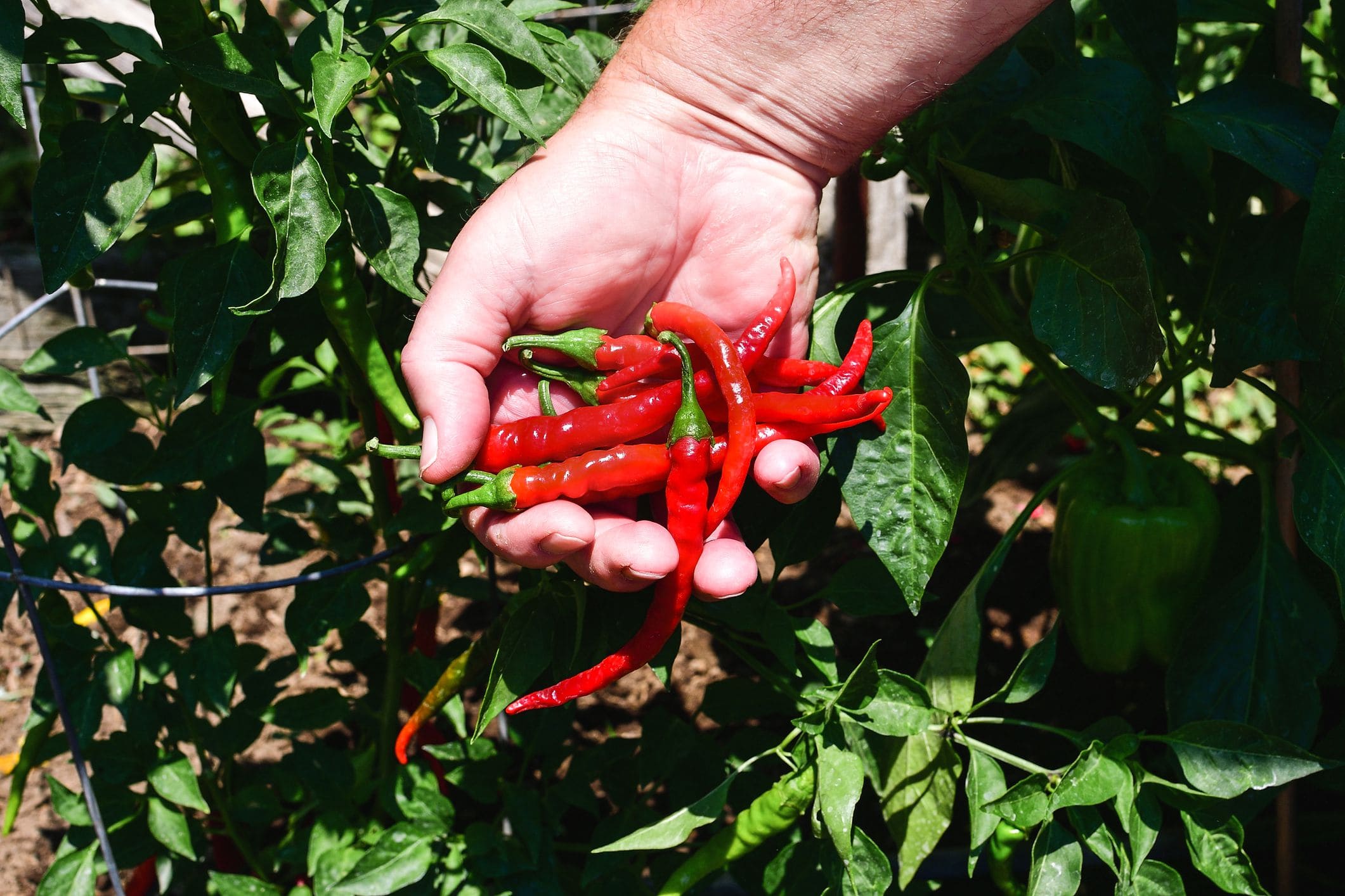 Cách trồng ớt trong chậu 