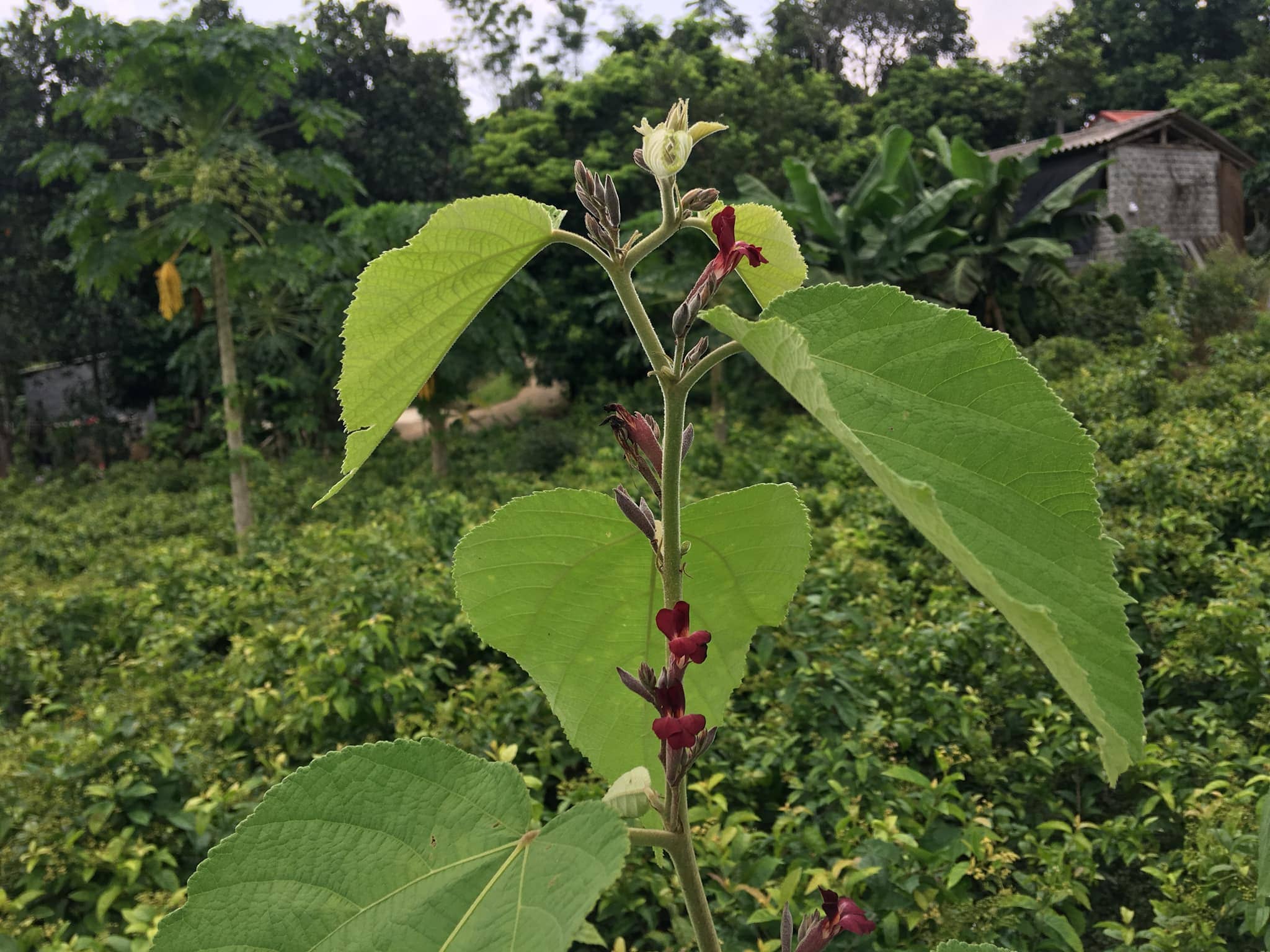 Đỗ quyên chữa bệnh gì?