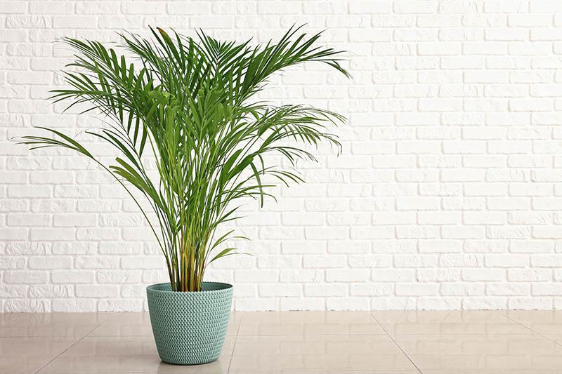 Cây dừa cảnh mệnh gì?