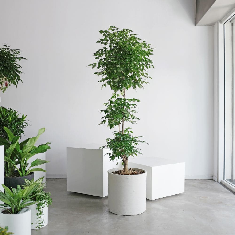 Cây hạnh phúc đã rụng hết lá