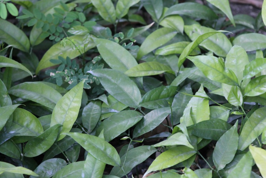 cây thảo dược