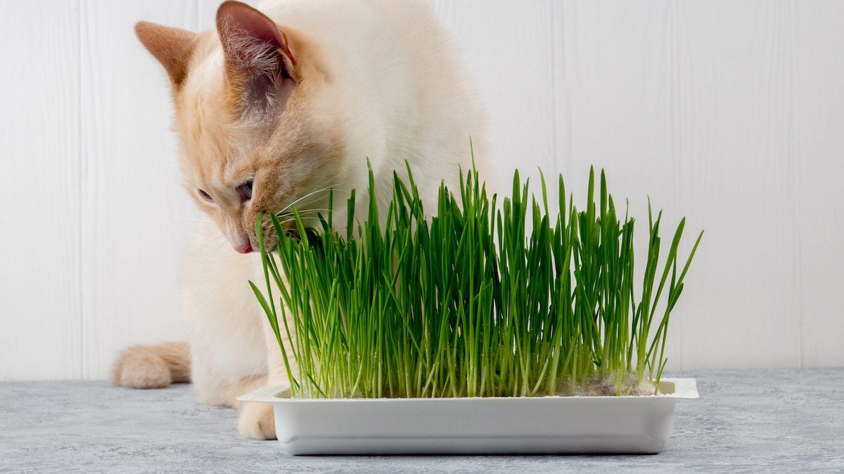 Hướng dẫn cách trồng cỏ mèo cho boss đơn giản ngay tại nhà