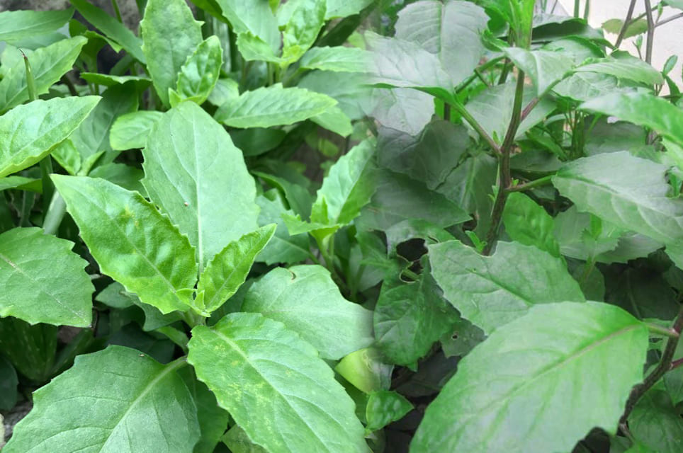 cây bầu