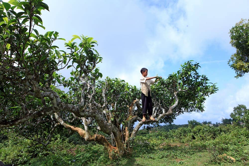 Đặc sản Yên Bái làm quà